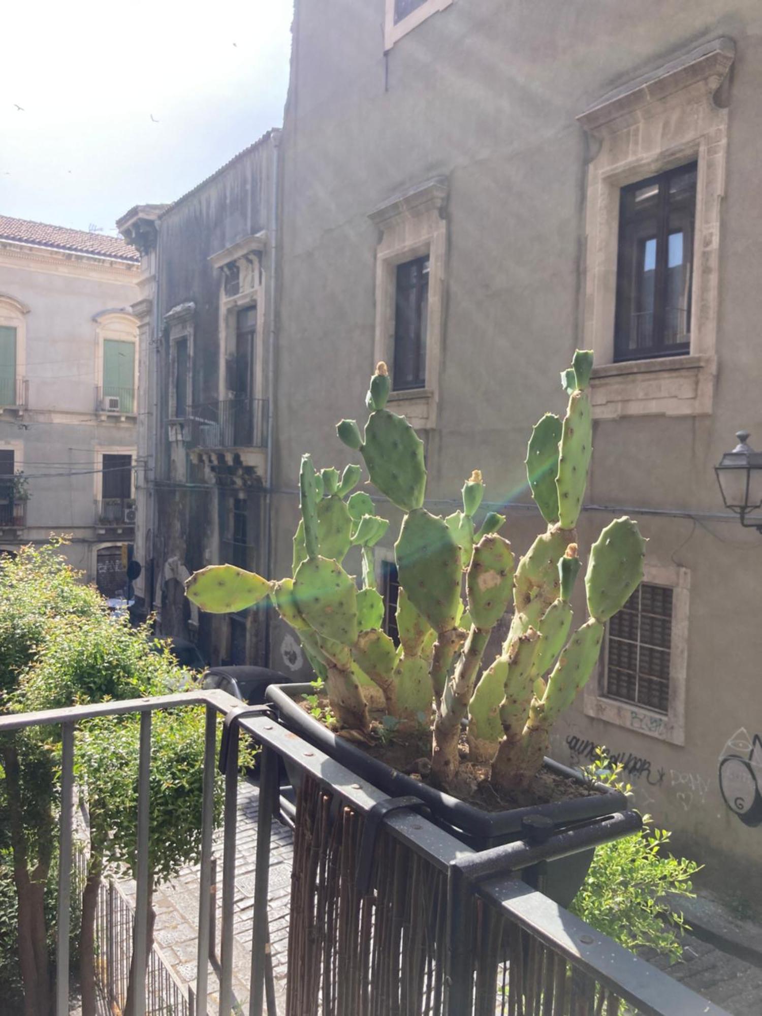 Aita Domus Apartment Catania Ngoại thất bức ảnh